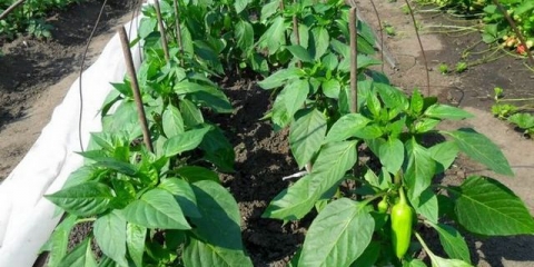 Koliko često zalijevati papriku u stakleniku od polikarbonata